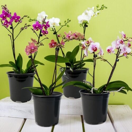 100 Pack Nursery Pots, 4 Inch Nursery Pot for Plants, Plastic Plant Pots - Image 6