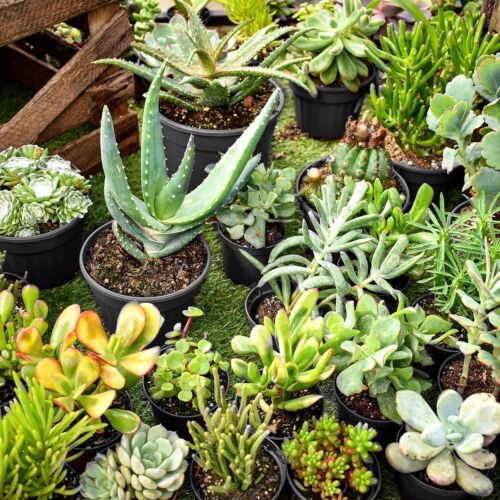 100 Pack Nursery Pots, 4 Inch Nursery Pot for Plants, Plastic Plant Pots - Image 8