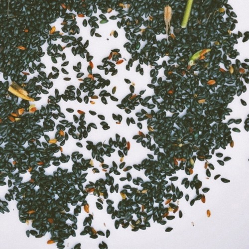 50pc Big Flower Faced Cat Orchid Seeds Are Full Of Fragrant Potted Garden Plants - Image 4