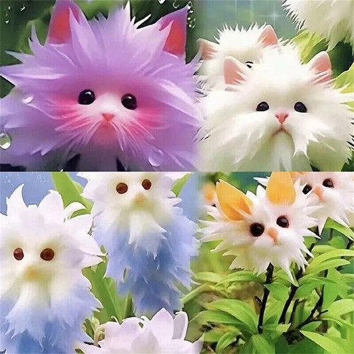 50pc Big Flower Faced Cat Orchid Seeds Are Full Of Fragrant Potted Garden Plants - Image 5