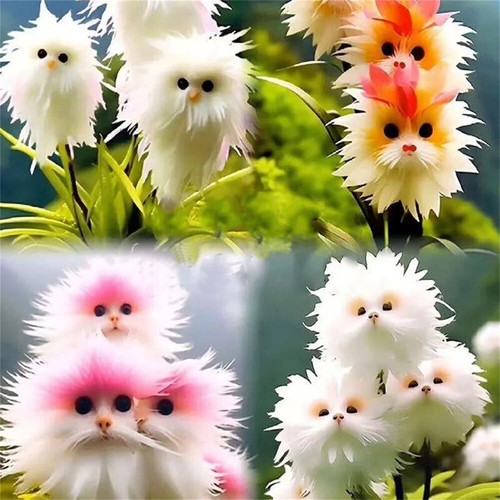 50pc Big Flower Faced Cat Orchid Seeds Are Full Of Fragrant Potted Garden Plants - Image 6