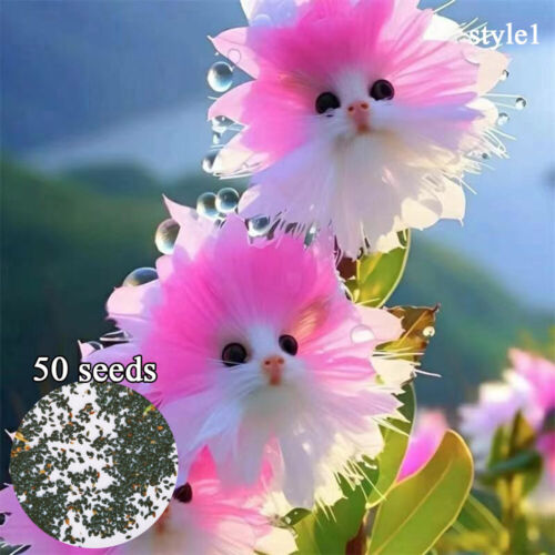 50pc Big Flower Faced Cat Orchid Seeds Are Full Of Fragrant Potted Garden Plants - Image 8