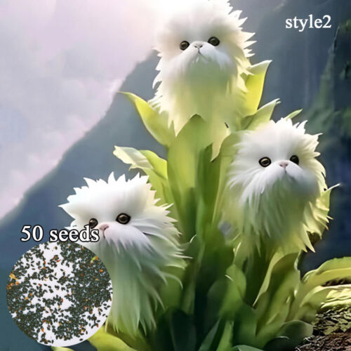 50pc Big Flower Faced Cat Orchid Seeds Are Full Of Fragrant Potted Garden Plants - Image 9