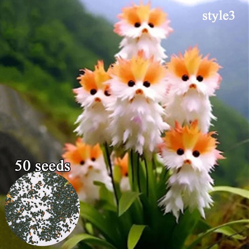 50pc Big Flower Faced Cat Orchid Seeds Are Full Of Fragrant Potted Garden Plants - Image 10