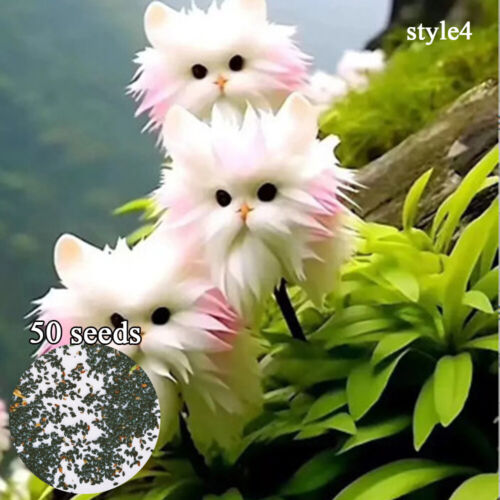 50pc Big Flower Faced Cat Orchid Seeds Are Full Of Fragrant Potted Garden Plants - Image 11