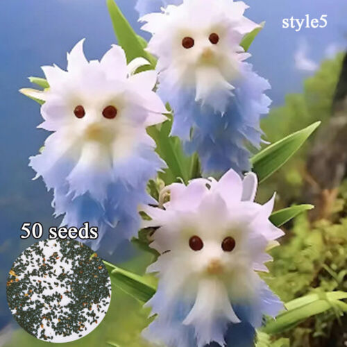 50pc Big Flower Faced Cat Orchid Seeds Are Full Of Fragrant Potted Garden Plants - Image 12