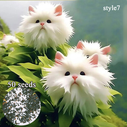 50pc Big Flower Faced Cat Orchid Seeds Are Full Of Fragrant Potted Garden Plants - Image 13