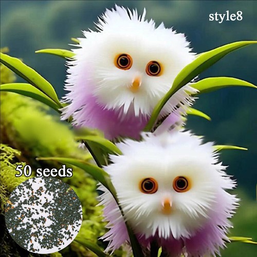50pc Big Flower Faced Cat Orchid Seeds Are Full Of Fragrant Potted Garden Plants - Image 14