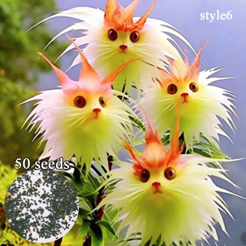50pc Big Flower Faced Cat Orchid Seeds Are Full Of Fragrant Potted Garden Plants - Image 15