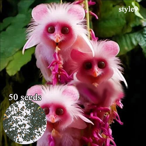 50pc Big Flower Faced Cat Orchid Seeds Are Full Of Fragrant Potted Garden Plants - Image 17