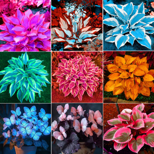 50pc Big Flower Faced Cat Orchid Seeds Are Full Of Fragrant Potted Garden Plants - Image 2